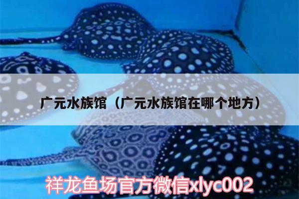 廣元水族館（廣元水族館在哪個地方）