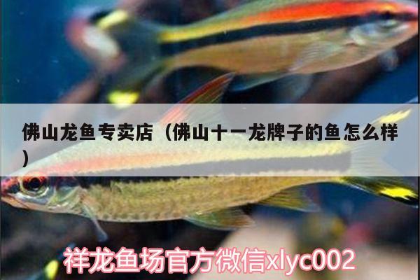 佛山龍魚專賣店（佛山十一龍牌子的魚怎么樣） 金頭過(guò)背金龍魚