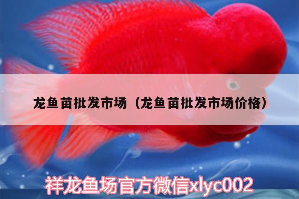 龍魚苗批發(fā)市場(chǎng)（龍魚苗批發(fā)市場(chǎng)價(jià)格） 伊巴卡魚