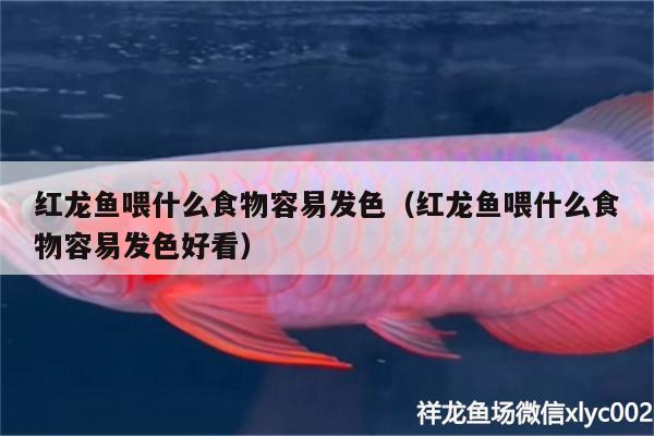 紅龍魚喂什么食物容易發(fā)色（紅龍魚喂什么食物容易發(fā)色好看）