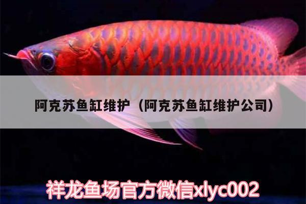 阿克蘇魚缸維護（阿克蘇魚缸維護公司）