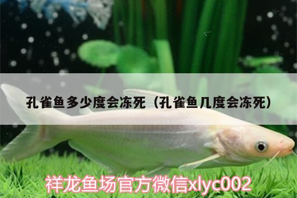 孔雀魚多少度會(huì)凍死（孔雀魚幾度會(huì)凍死） 大白鯊魚 第2張