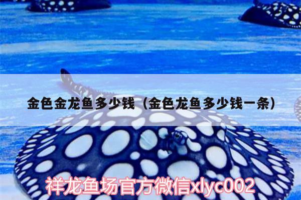 金色金龍魚多少錢（金色龍魚多少錢一條）