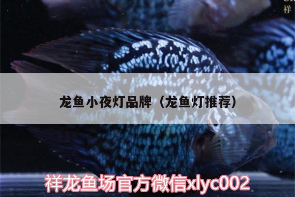 龍魚小夜燈品牌（龍魚燈推薦） 高背金龍魚