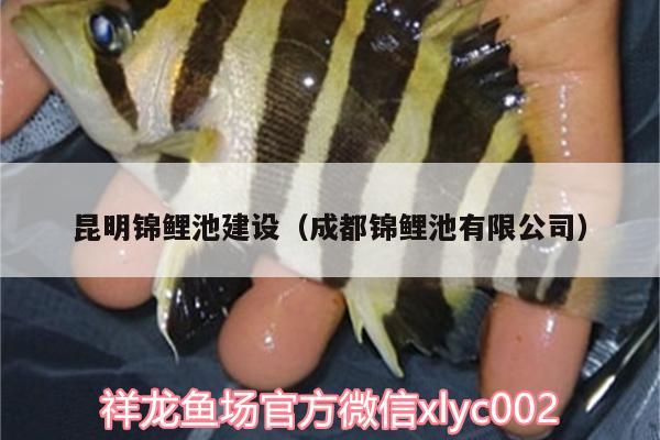 昆明錦鯉池建設(shè)（成都錦鯉池有限公司） 雙線側(cè)魚