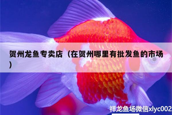 賀州龍魚專賣店（在賀州哪里有批發(fā)魚的市場(chǎng)） 哥倫比亞巨暴魚苗