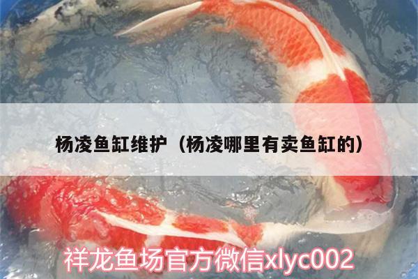 楊凌魚缸維護（楊凌哪里有賣魚缸的） 朱巴利魚苗