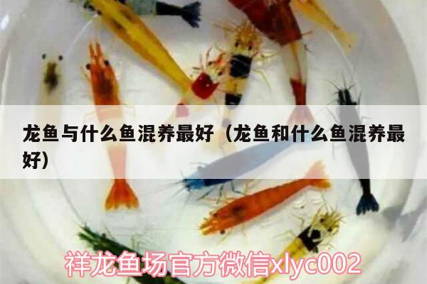 龍魚與什么魚混養(yǎng)最好（龍魚和什么魚混養(yǎng)最好）