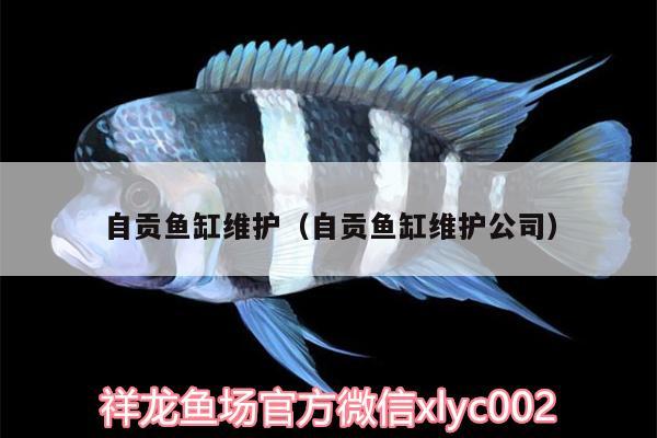 自貢魚缸維護（自貢魚缸維護公司） 泰國虎魚