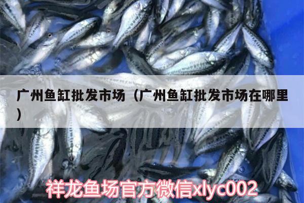 廣州魚缸批發(fā)市場（廣州魚缸批發(fā)市場在哪里） 金三間魚