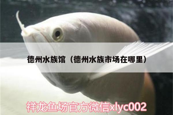 德州水族館（德州水族市場在哪里） 招財(cái)戰(zhàn)船魚