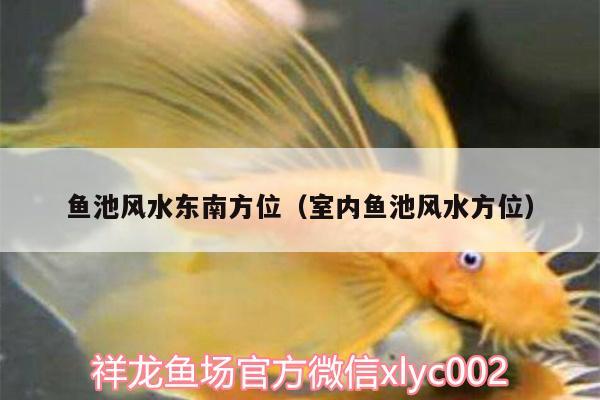 魚池風(fēng)水東南方位（室內(nèi)魚池風(fēng)水方位）