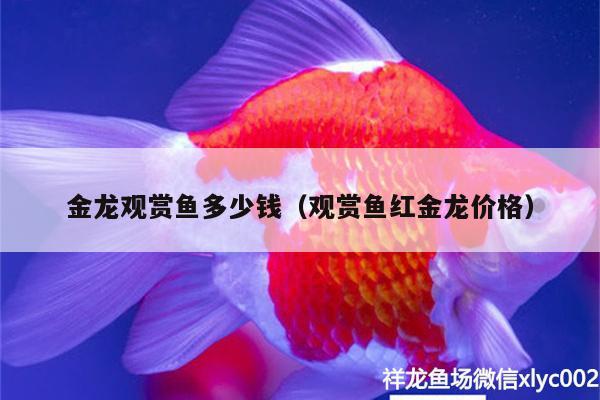 金龍觀賞魚多少錢（觀賞魚紅金龍價格）