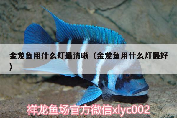 金龍魚用什么燈最清晰（金龍魚用什么燈最好） 黑桃A魚苗