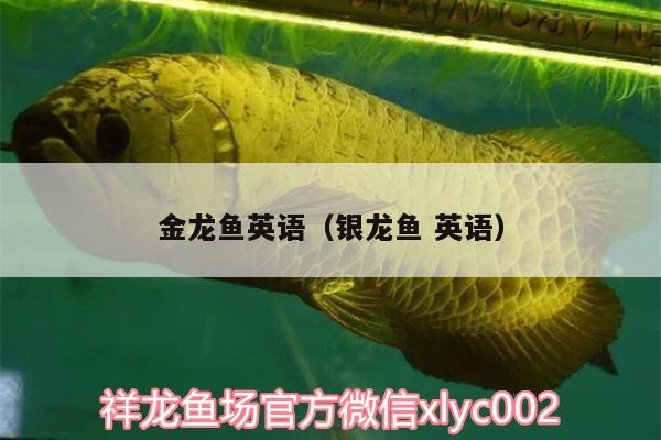 金龍魚英語（銀龍魚英語） 銀龍魚