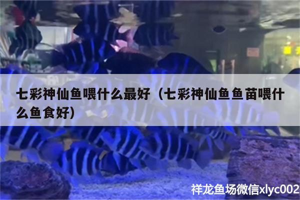 七彩神仙魚喂什么最好（七彩神仙魚魚苗喂什么魚食好） 七彩神仙魚