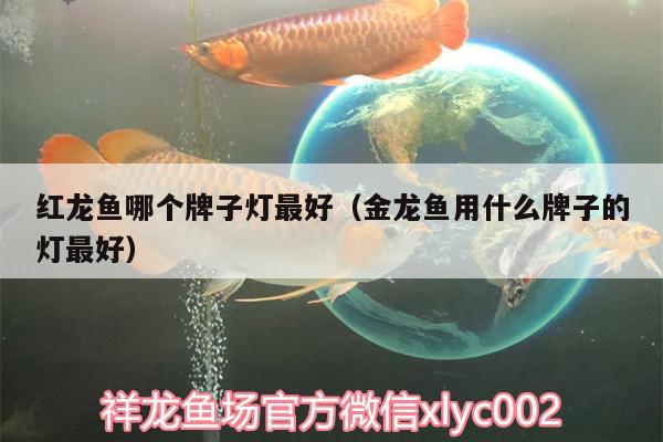 紅龍魚哪個牌子燈最好（金龍魚用什么牌子的燈最好）