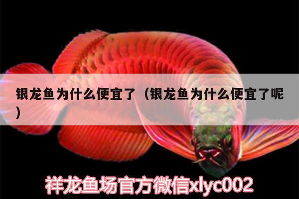 銀龍魚(yú)為什么便宜了（銀龍魚(yú)為什么便宜了呢）