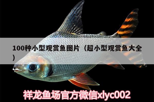 100種小型觀賞魚圖片（超小型觀賞魚大全）