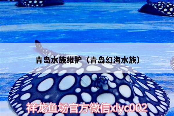 青島水族維護(hù)（青島幻海水族） 金龍魚(yú)百科