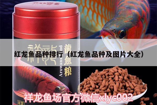 紅龍魚品種排行（紅龍魚品種及圖片大全）