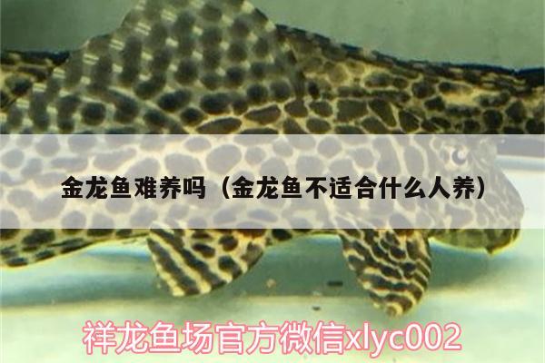 金龍魚難養(yǎng)嗎（金龍魚不適合什么人養(yǎng)）