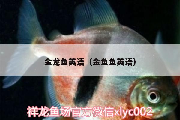 金龍魚(yú)英語(yǔ)（金魚(yú)魚(yú)英語(yǔ)）