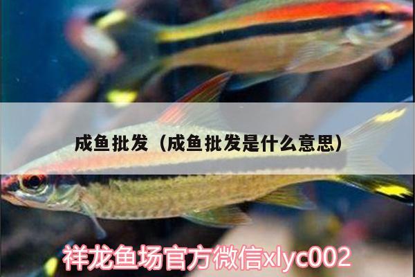 成魚批發(fā)（成魚批發(fā)是什么意思） 野彩魚