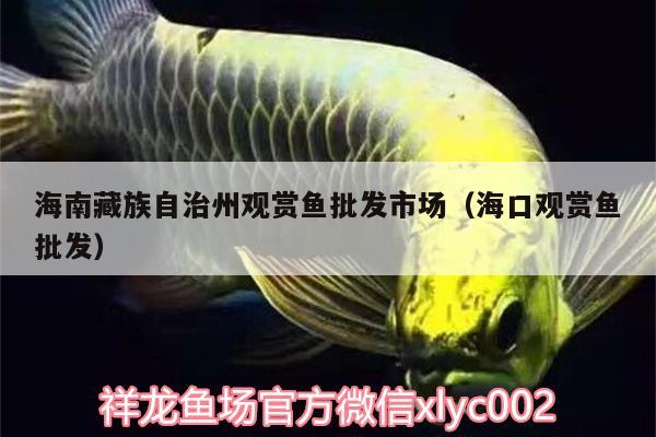 海南藏族自治州觀賞魚批發(fā)市場（?？谟^賞魚批發(fā)）