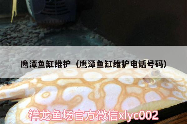 鷹潭魚缸維護(hù)（鷹潭魚缸維護(hù)電話號(hào)碼） 蝴蝶鯉魚苗