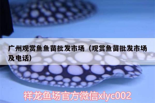 廣州觀賞魚魚苗批發(fā)市場(chǎng)（觀賞魚苗批發(fā)市場(chǎng)及電話）