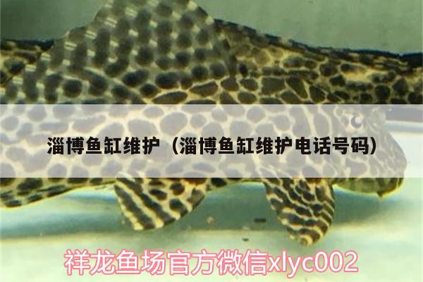 淄博魚缸維護(hù)（淄博魚缸維護(hù)電話號(hào)碼）