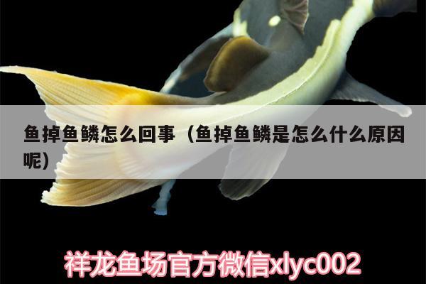 魚掉魚鱗怎么回事（魚掉魚鱗是怎么什么原因呢） 紅龍專用魚糧飼料