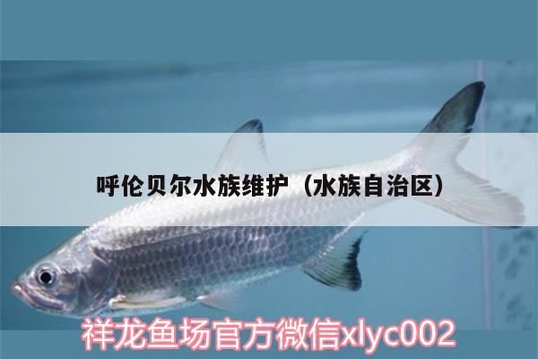 呼倫貝爾水族維護（水族自治區(qū)）