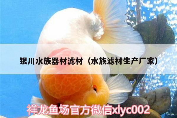 銀川水族器材濾材（水族濾材生產(chǎn)廠家） 豹紋夫魚苗