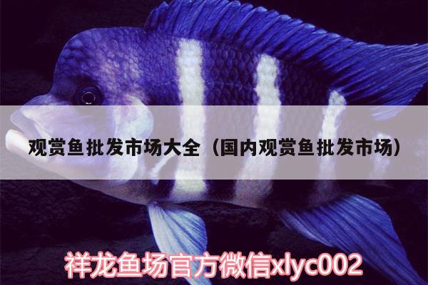 觀賞魚批發(fā)市場大全（國內(nèi)觀賞魚批發(fā)市場）