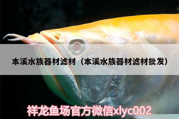 本溪水族器材濾材（本溪水族器材濾材批發(fā)） 白子金龍魚 第2張