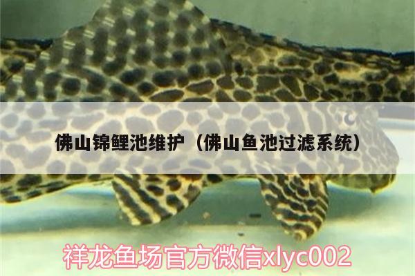 佛山錦鯉池維護(hù)（佛山魚池過濾系統(tǒng)） 黃金達(dá)摩魚