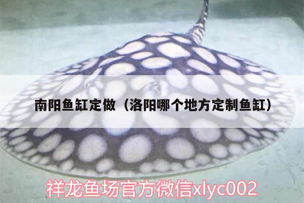 南陽魚缸定做（洛陽哪個(gè)地方定制魚缸） 熊貓異形魚L46