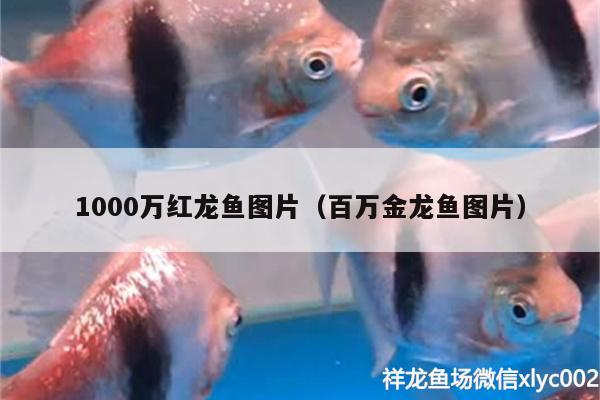 1000萬紅龍魚圖片（百萬金龍魚圖片）