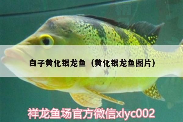 白子黃化銀龍魚（黃化銀龍魚圖片） 白子黃化銀龍魚