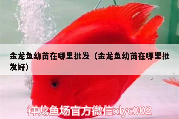 金龍魚(yú)幼苗在哪里批發(fā)（金龍魚(yú)幼苗在哪里批發(fā)好）