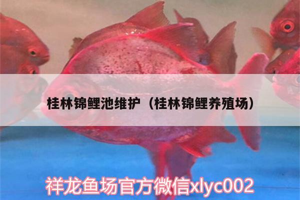 桂林錦鯉池維護(hù)（桂林錦鯉養(yǎng)殖場） 紅老虎魚