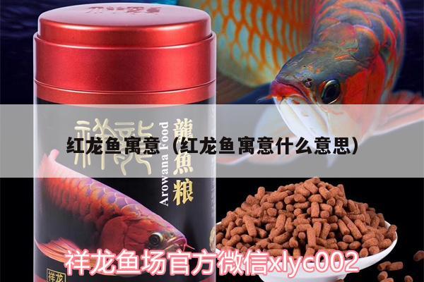 紅龍魚寓意（紅龍魚寓意什么意思） 小型觀賞魚