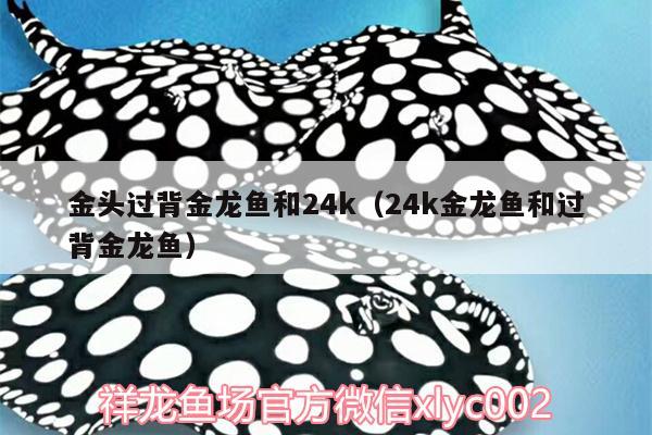 金頭過背金龍魚和24k（24k金龍魚和過背金龍魚）