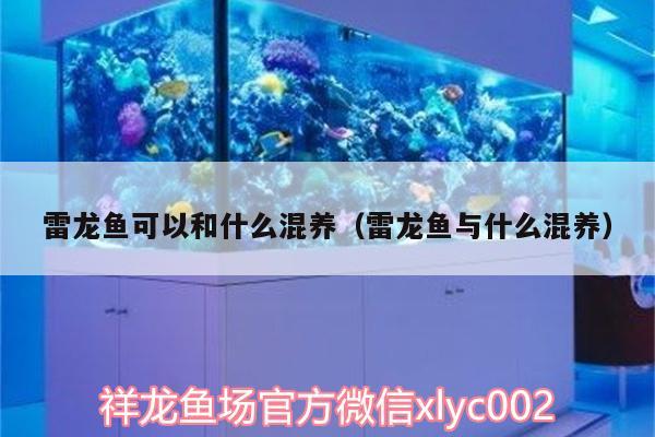 雷龍魚可以和什么混養(yǎng)（雷龍魚與什么混養(yǎng)）