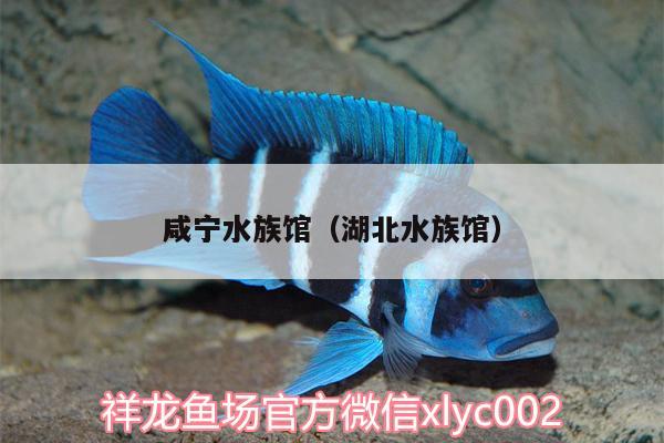 咸寧水族館（湖北水族館）