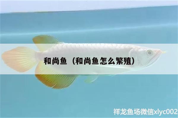 和尚魚（和尚魚怎么繁殖）