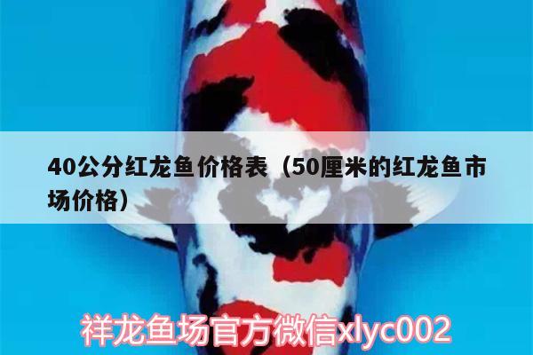 40公分紅龍魚價(jià)格表（50厘米的紅龍魚市場(chǎng)價(jià)格）