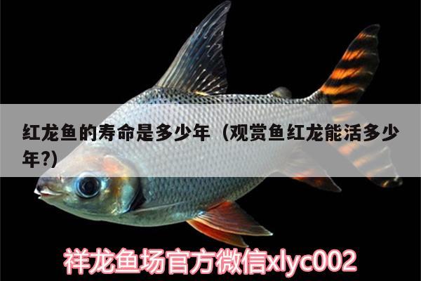 紅龍魚(yú)的壽命是多少年（觀賞魚(yú)紅龍能活多少年?）